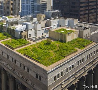 green roof, Chicago City Hall (courtesy Chicago Dept of Tourism & Culture)