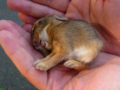 Baby Eastern Cottontail Rabbit
