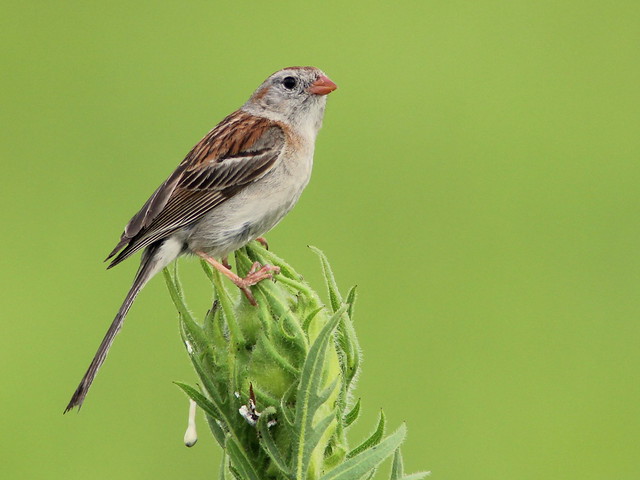 Field Sparrow 20110707