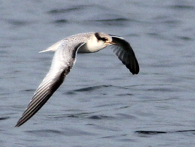 Least Tern immature in flight 4-20110727