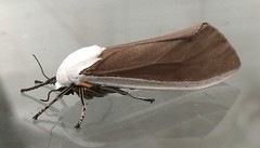 Tiger Moth (Creatonotos wilemani) (x6)