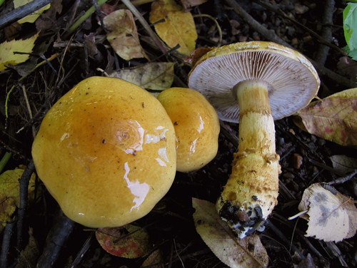 Паути?нник триумфа?льный, или жёлтый — вид грибов, входящий в род Паутинник семейства Паутинниковые. Википедия
Photo by Kari Pihlaviita on Flickr Автор фото: Kari Pihlaviita