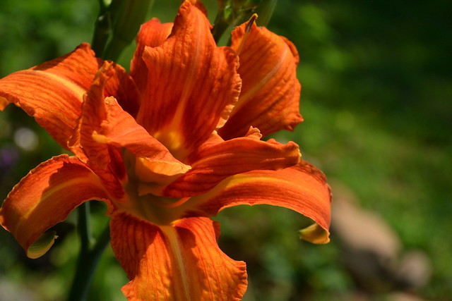 Fire Orange Day Lily, Dad's Garden