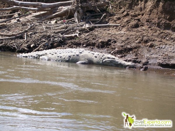 Crocodile tours on Tarcoles River