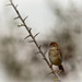 Little bird in Kruger