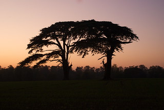 Cedar trees at sunset