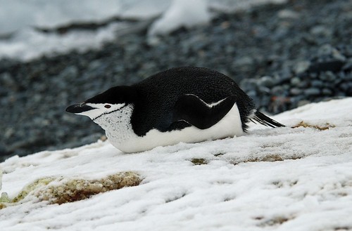 Chinstrap Penguin, Half Moon Island, Antarctic Peninsula by Terathopius