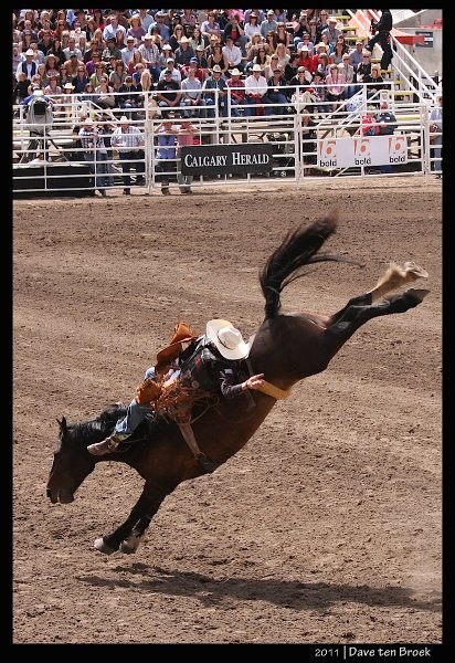 Calgary Stampede Rodeo 2011 8