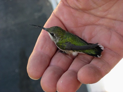 Hummingbird, Sparta, New Jersey by krysia2009
