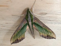 Green Hawk Moth 