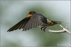 Swallow (Barn)