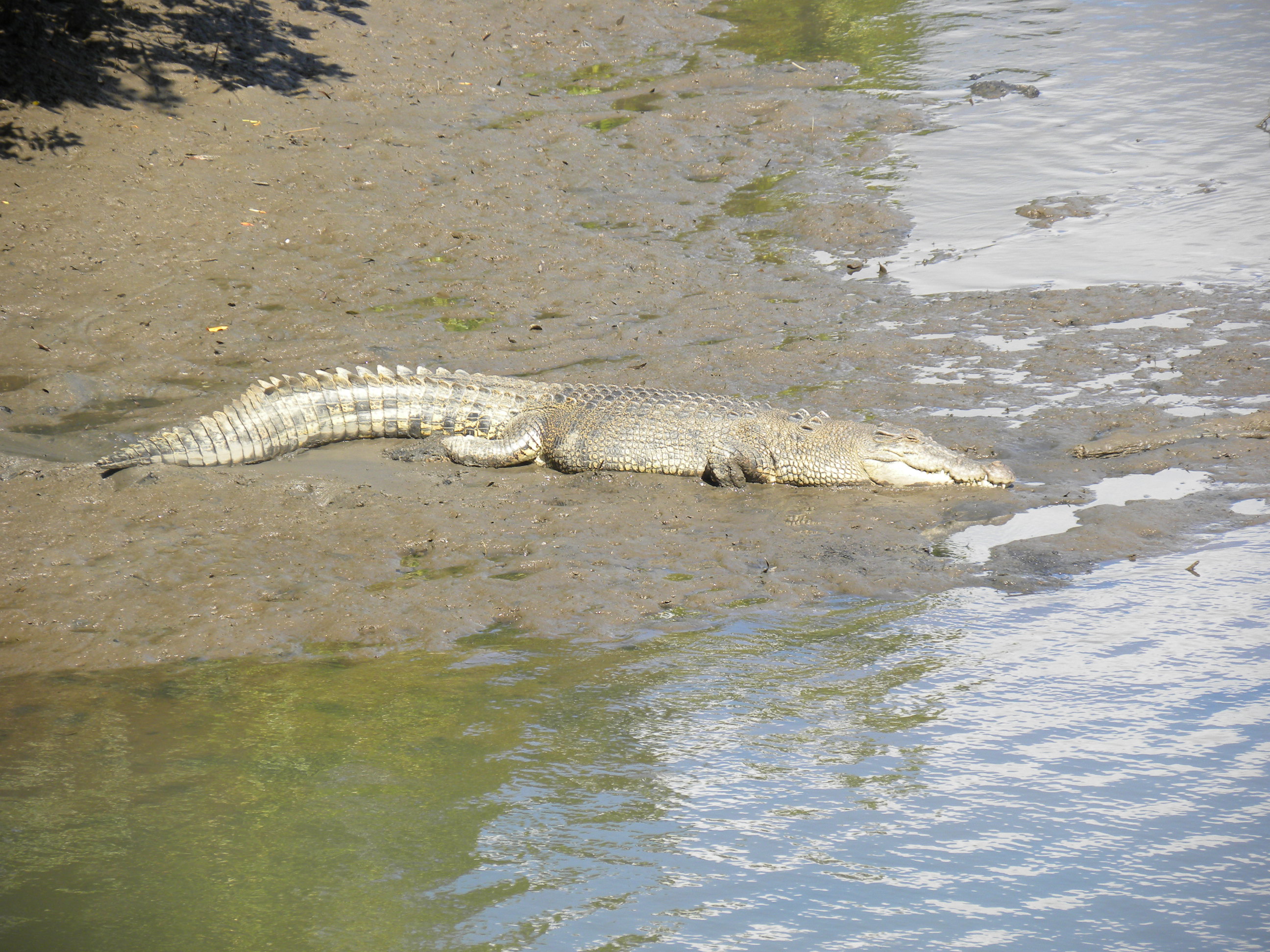 Crocodylus porosus image