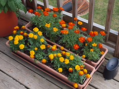 2011 Deck Garden Week Six