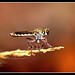 Robber fly(Asilidae)