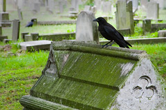 Brompton Cemetery - 17th July 2011