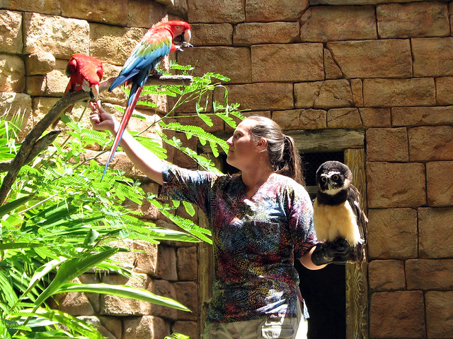 Scarlet Macaws & Spectacled Owl