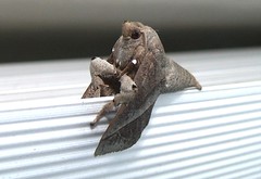 Limacodid moth (Thosea sp.) (x2)
