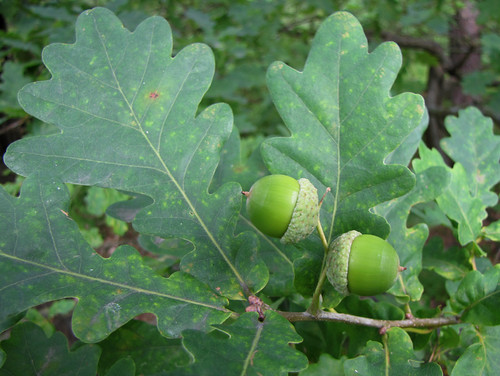 Quercus robur - tammi Автор фото: Kari Pihlaviita