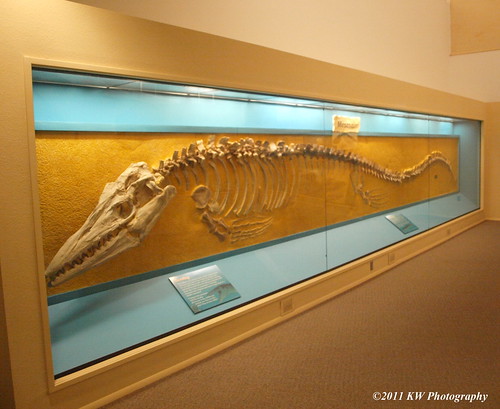 Fossil by kawwsu29