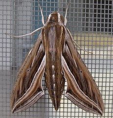 Silver-striped Hawk Moth (x4)