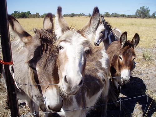 Irish miniature donkeys at alpaca stud