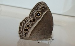 Dark Brand Bush Brown Butterfly 
