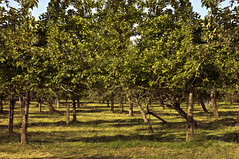 West pennard Orchard