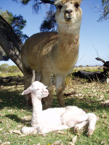 Cria contemplating about its future