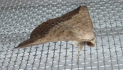 Erebid moth (Blasticorhinus sp. ?)