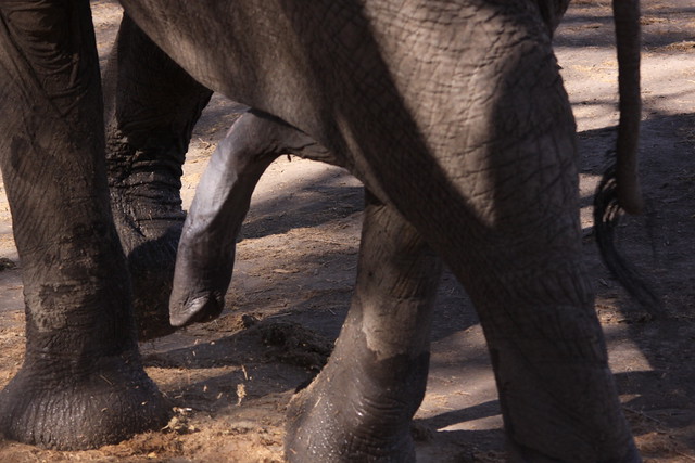 African Elephant Loxodonta africana penis