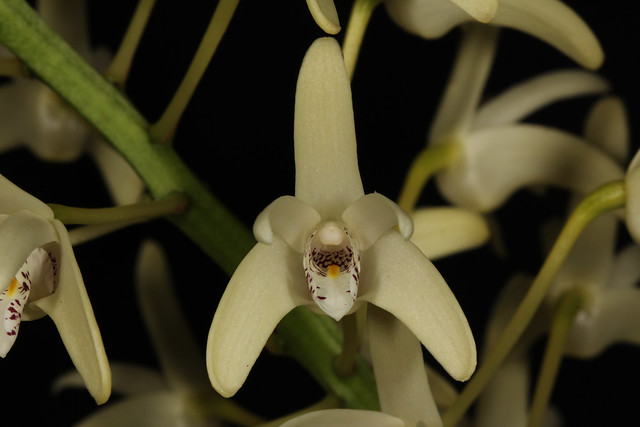 Dendrobium speciosum var. capricornicum (syn Thelychiton capricornicus) 2011-09-12 05
