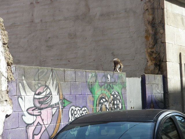 Gato y Graffiti En la calle de Herrer as
