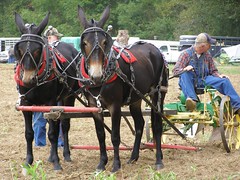 PLOW DAY, 2011
