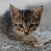Stray Kitten, Ortaca