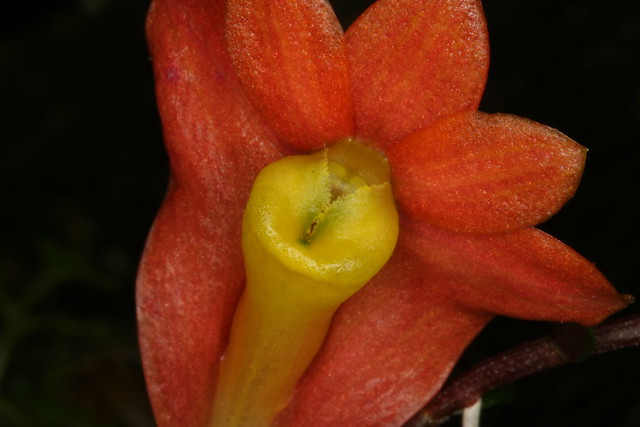Dendrobium vannouhuysii 1450