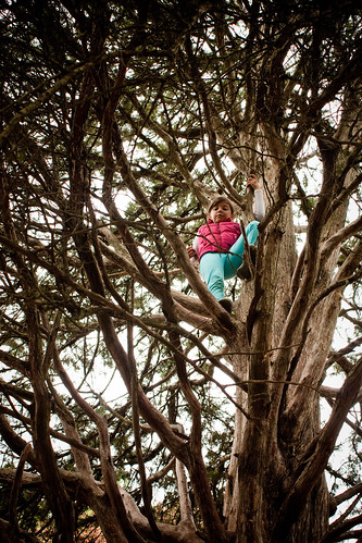 The risky kid climbs a tree