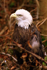 Bald Eagle!