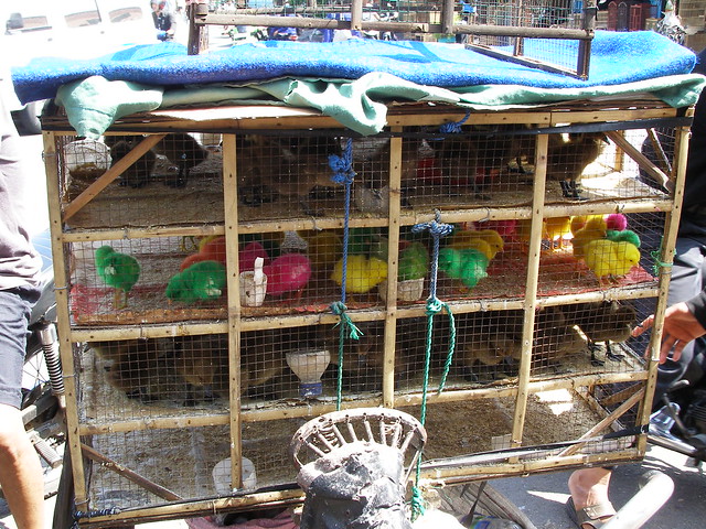 這裡也有售賣一些染上顏料的小雞寵物，非常可愛。