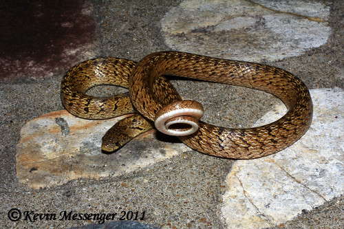 Oligodon formosanus (Taiwan Kukri Snake)