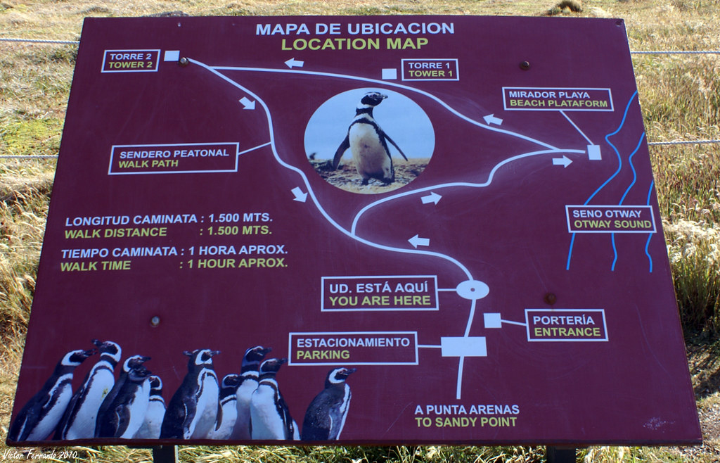 Pingüinera Seno Otway - Punta Arenas - Patagonia Chilena - Chile
