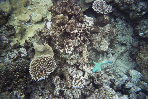 Australia - Great Reef Barrier - Coral Sea