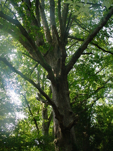 Tree at Holliday Lake