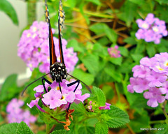 An afternoon encounter with a butterfly . . .