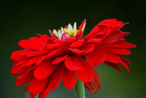 dahlia flower pictures