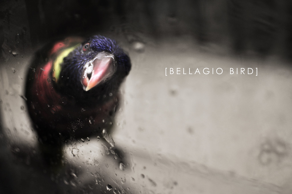 Bellagio Bird