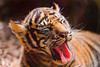 Yawning tiger cub