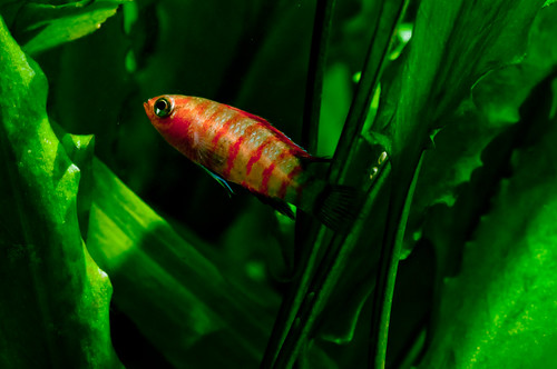 Scarlet badis fish