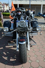 Harley 2011
