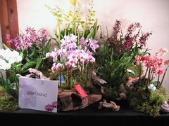 2012 Fascination of Orchids Show