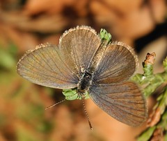 Butterflies Cyprus